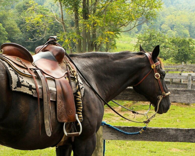Vilken utrustning krävs för att ha häst?